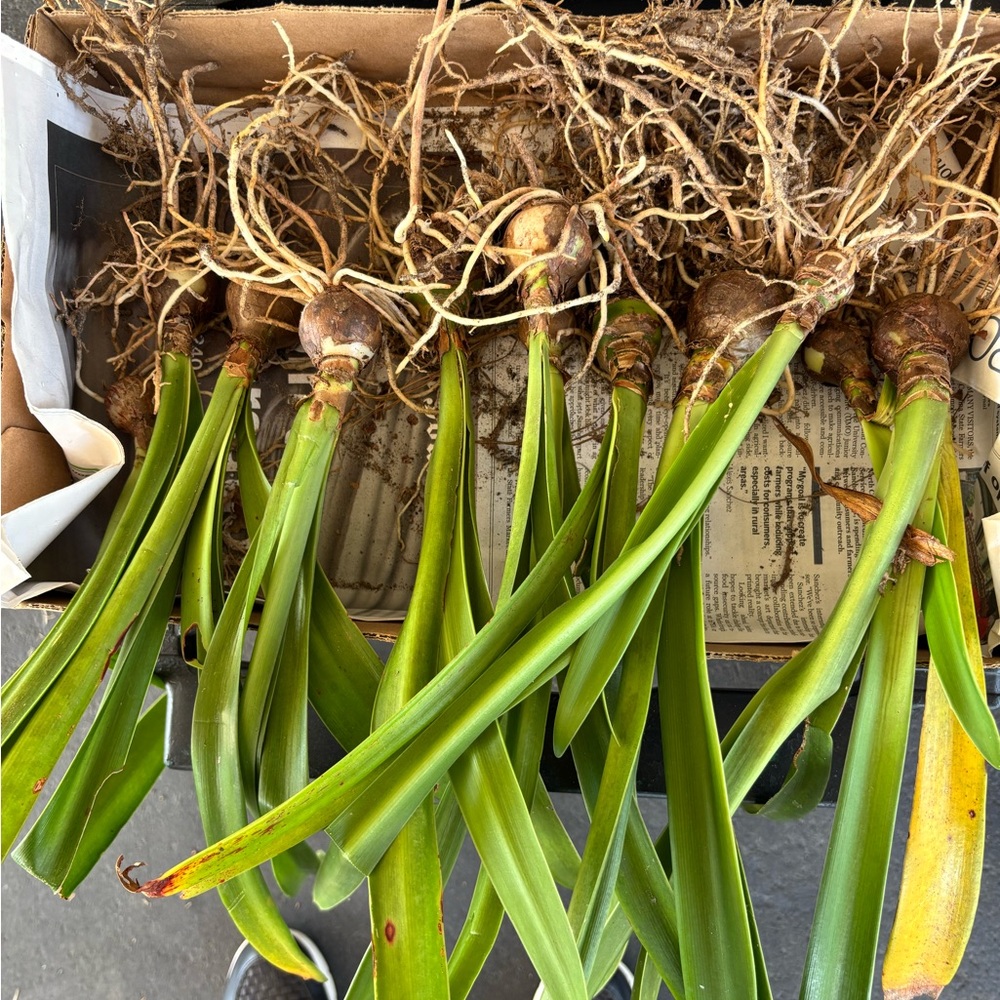 12 Amaryllis, Apple Blossom bulbs in pink and white. - Picture 5 of 6